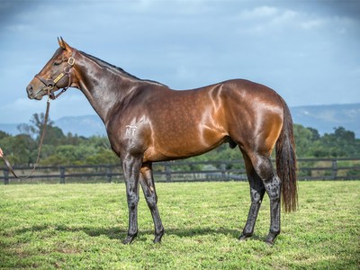 Capitalist At The Top Of Newgate Farm’s Stallion Roster Image 4